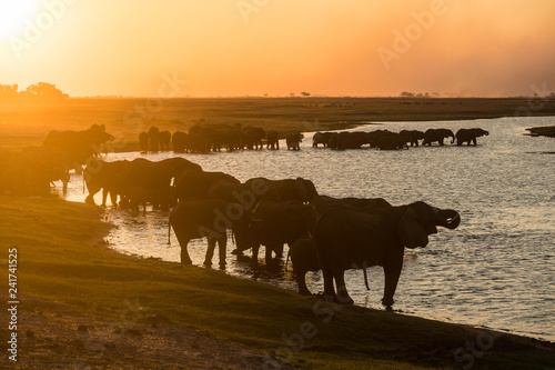 A big herd of elephants is drinking at the chobe while sunset