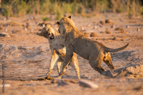 Canvas Print Two sibling lions playing at savuti