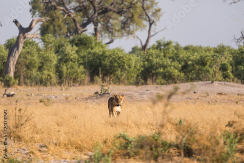A single lioness standing in the grass of Savuti