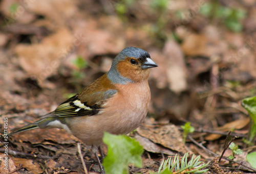 Common chaffinch on the ground 