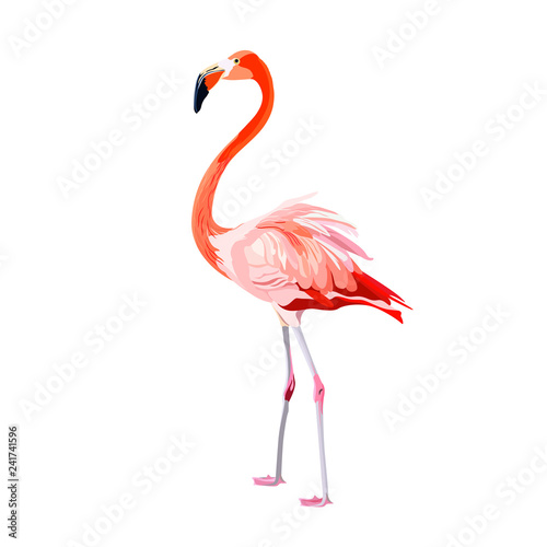 Pink flamingo illustration isolated on white background
