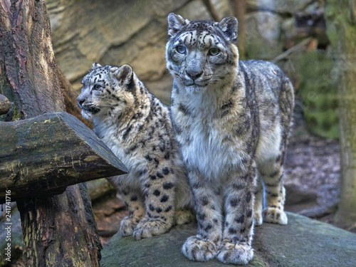 Female Snow leopard, Uncia ounce, with subadult chick photo