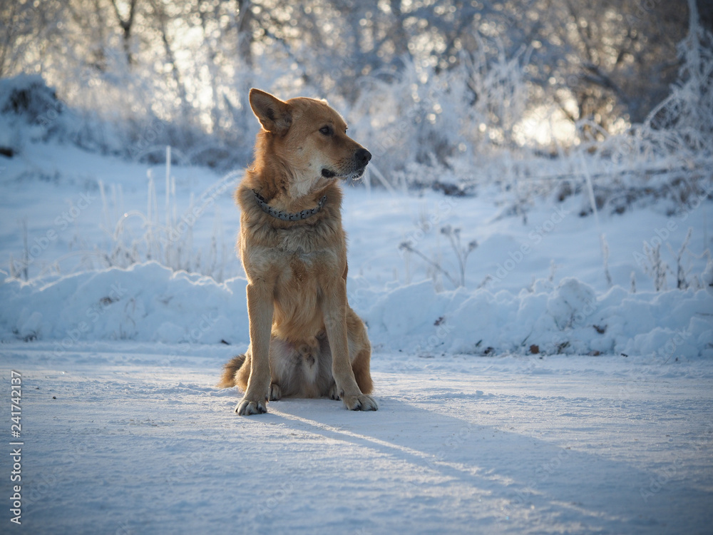 Frozen big dog. Much snow. Cold snap, weather change.