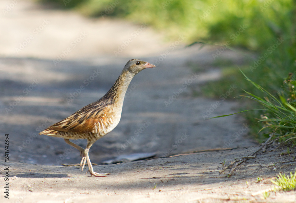 Corncrake (Crex crex) on the track in field Corncrake (Crex crex) on the track in field