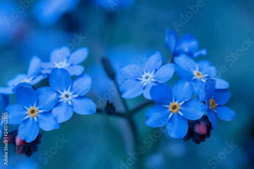 spring background forget-me-not flowers © lms_lms