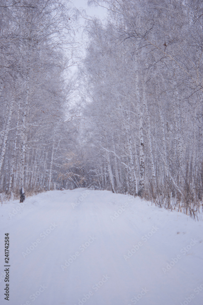 Fototapeta premium winter walk through the beautiful birch grove