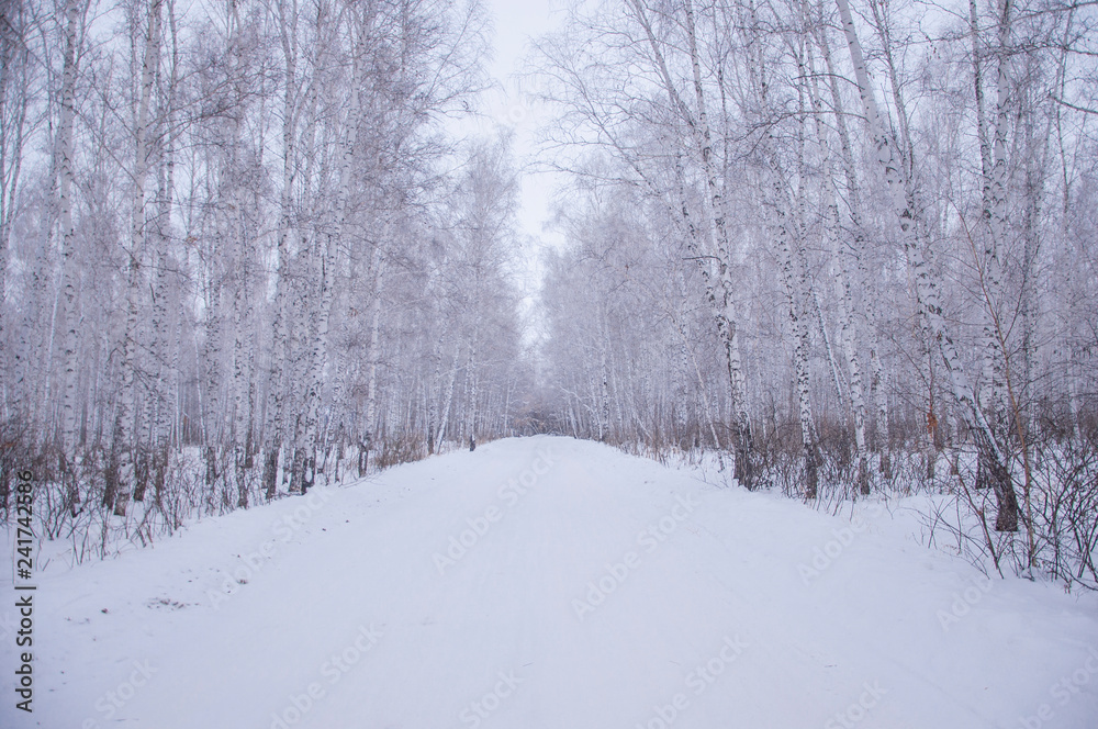 winter walk through the beautiful birch grove winter walk through the beautiful birch grove