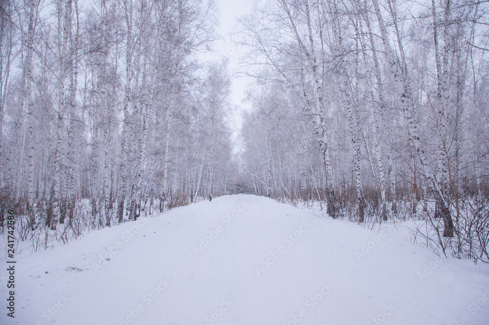 winter walk through the beautiful birch grove