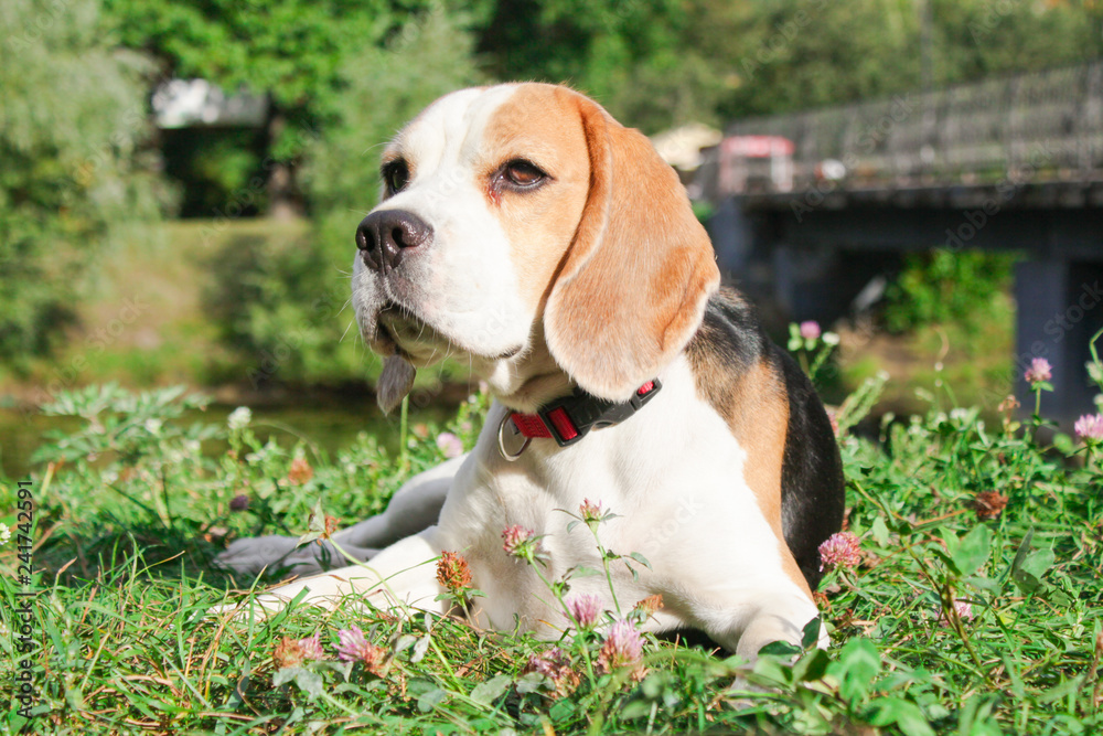 beagle on a walk in the park