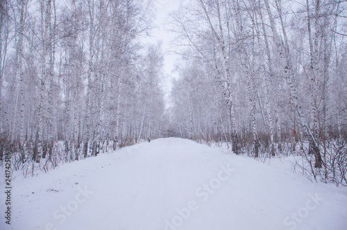 winter walk through the beautiful birch grove © vadim yerofeyev
