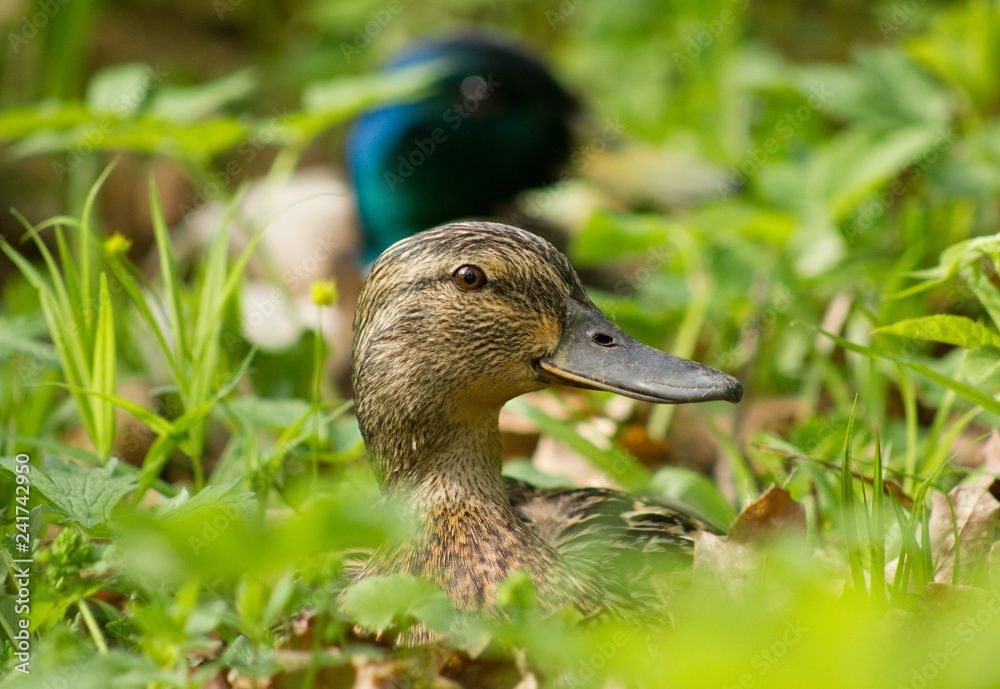 Mallard in the grass