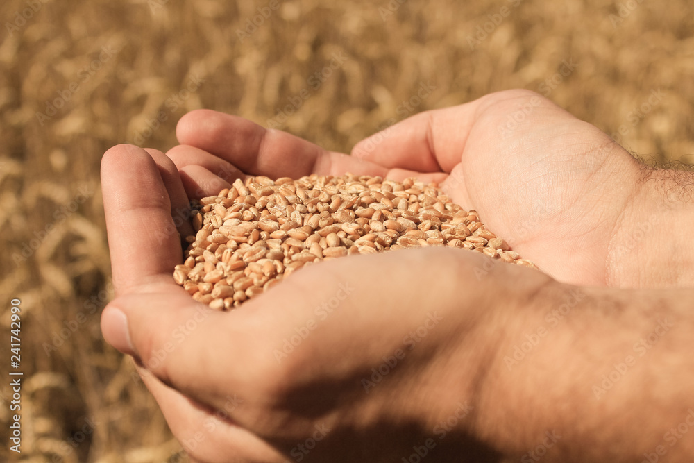 Man holding wheat in field, closeup Man holding wheat in field, closeup