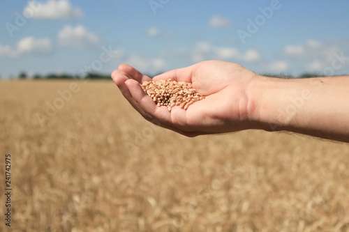 Man holding wheat in field, closeup