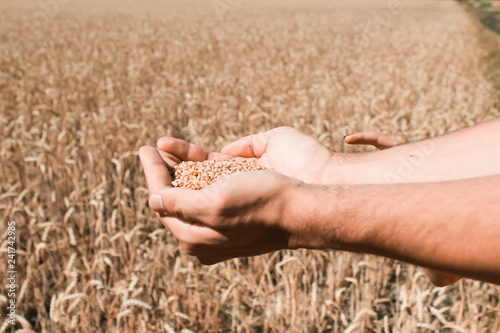Man holding wheat in field, closeup