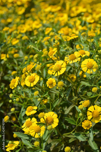 Common sneezeweed