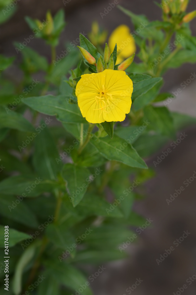 Narrowleaf evening primrose Narrowleaf evening primrose