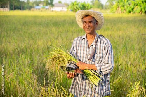 happy Thai female farmer harvesting rice in countryside Thailand
