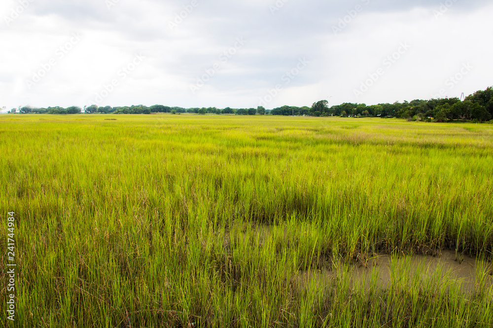 salt marsh at Shem Creek in Mount Pleasant South Carolina