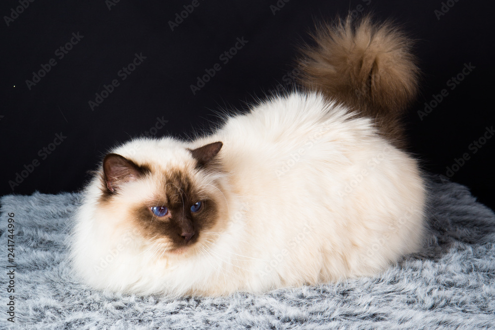 Chat Chaton Animal Animal De Compagnie Blanc Joli Persan Felidae Chat Fourrure Portrait Domestique Yeux Jeune Adorable Mammifere Bebe Petit Animal De Compagnie Bleu Duveteux Race Stock Photo Adobe Stock