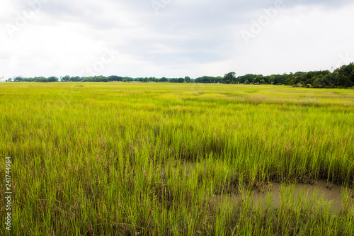salt marsh at Shem Creek in Mount Pleasant South Carolina
