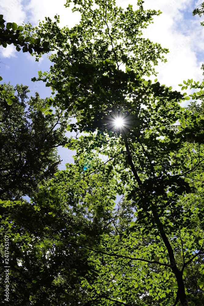 Fototapeta premium tree in the sky