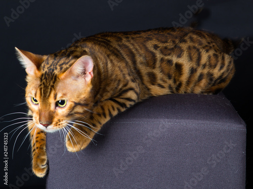 Chat Animal Animal De Compagnie Chaton Domestique Joli Felidae Fourrure Chat Tigre Mammifere Blanc Isole Chat Animal De Compagnie Yeux Jeune Portrait Gris Bengale Soude Beau Adora Stock Photo Adobe Stock