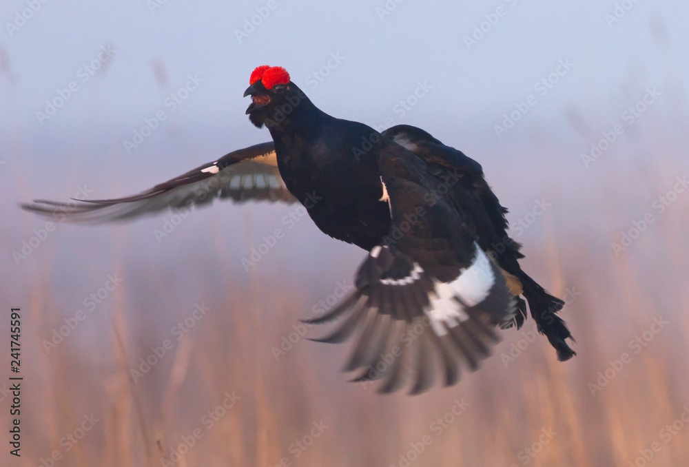 Black Grouse in flight 