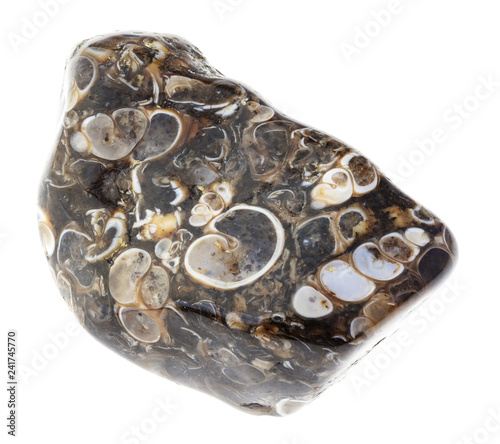 tumbled turritella fossil agate stone on white