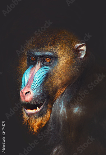 Canvas Print portrait of a primate