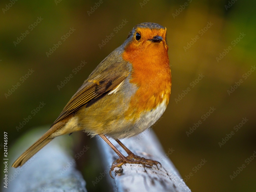 Obraz premium Robin