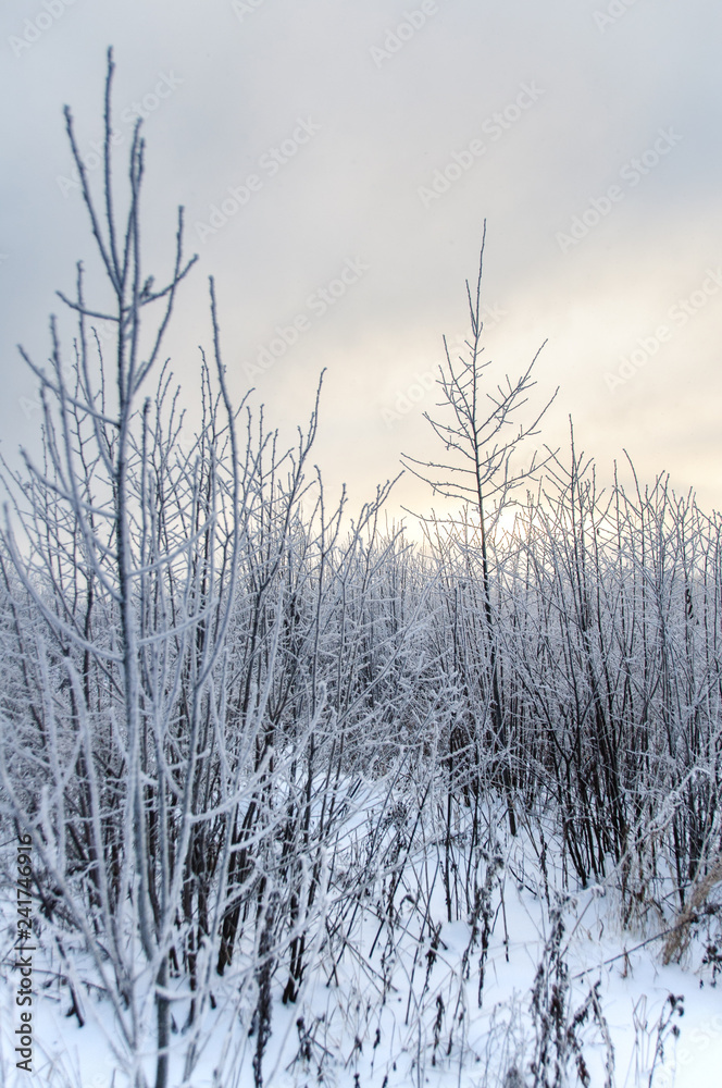 Tree trunks covered snow in winter Tree trunks covered snow in winter