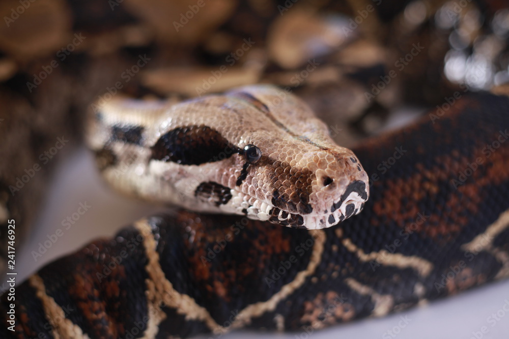 snake snake