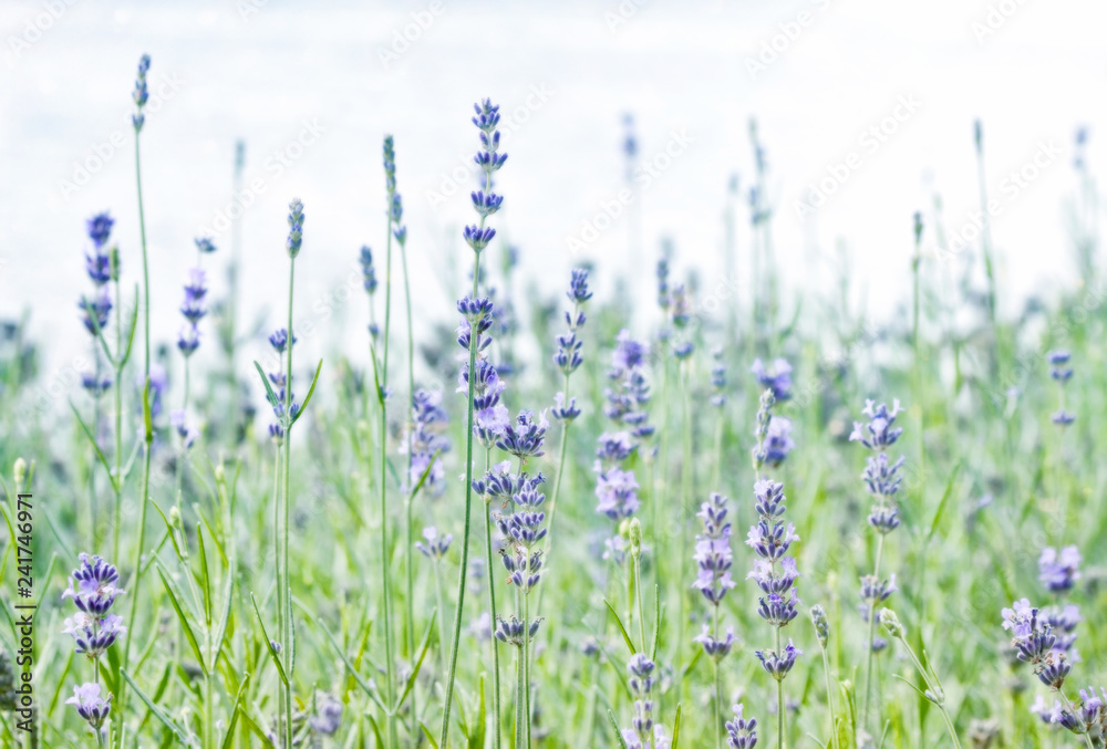 Green summer field with small blue flowers Green summer field with small blue flowers