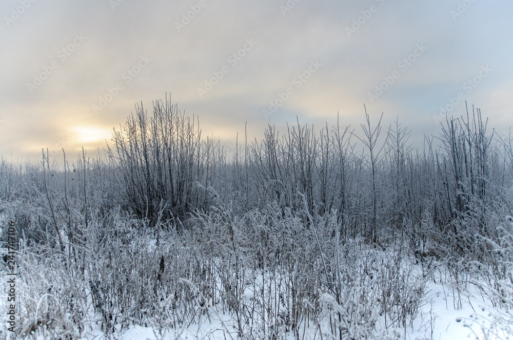 Fototapeta premium Landscape in winter at sunset. Grass covered snow