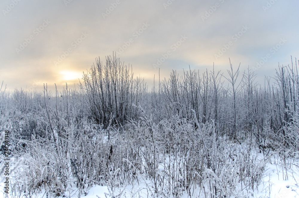 Landscape in winter at sunset. Grass covered snow Landscape in winter at sunset. Grass covered snow