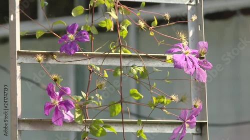 Climbing vine of purple clematis flowers. A beautiful, purple clematis growing up a trellis in a woodland garden. photo