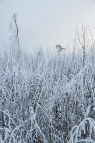 Dry grass covered snow in winter © Юлия Серова