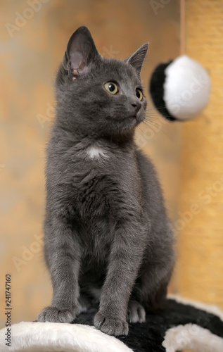 Russian blue kitten. Creature, close. photo