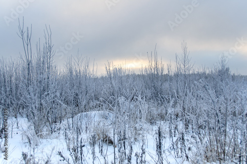 Landscape in winter at sunset. Grass covered snow