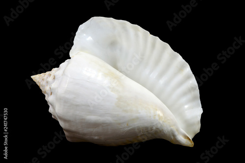 White sea shell isolated on black background photo