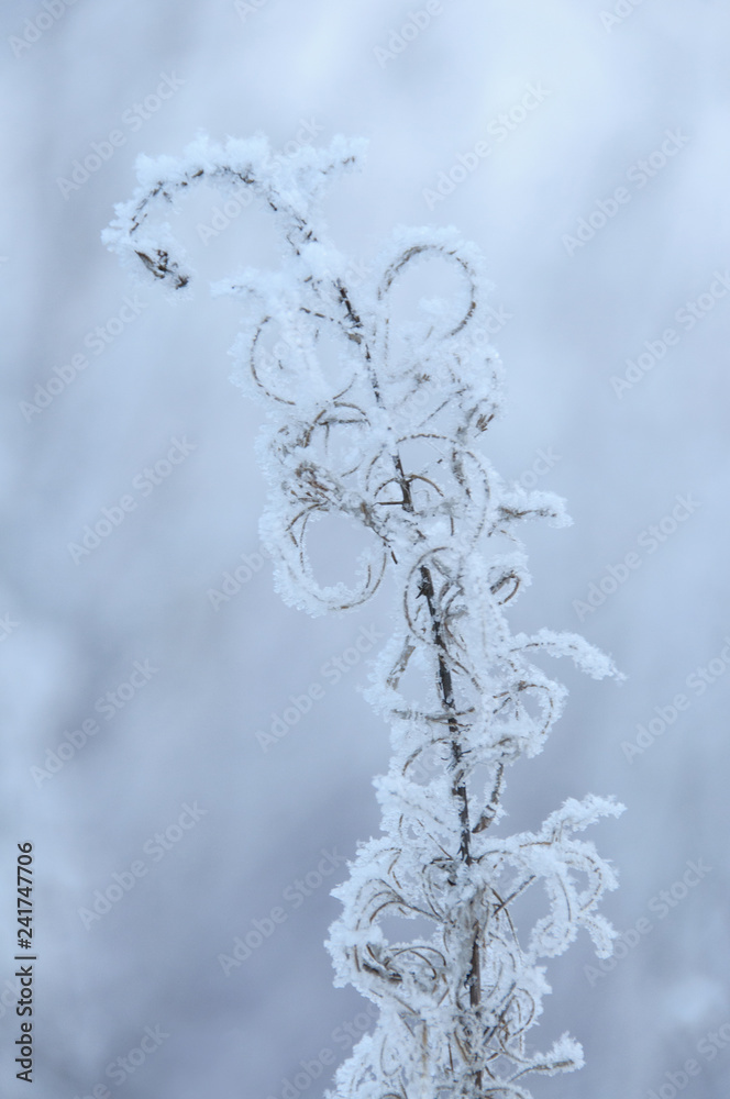 Dry flower of fireweed (Chamerion angustifolium) in winter Dry flower of fireweed (Chamerion angustifolium) in winter