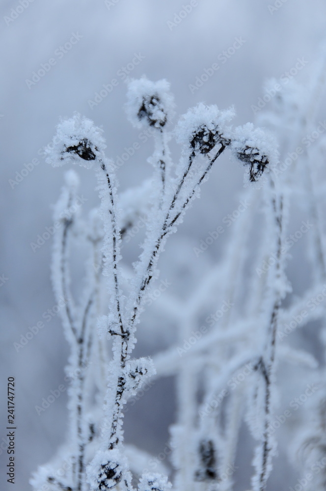 Dry flowers covered snow in winter Dry flowers covered snow in winter