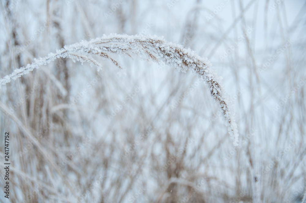 Obraz premium Dry grass covered snow in winter
