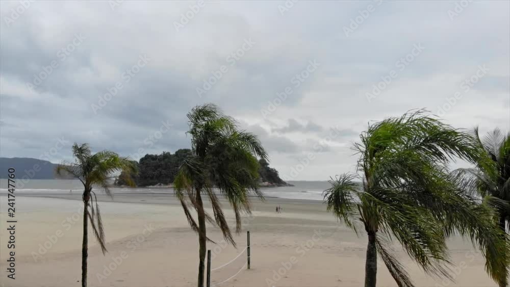 Coconut Trees On The Beach - Moving Towards Coconut Trees On The Beach - Moving Towards