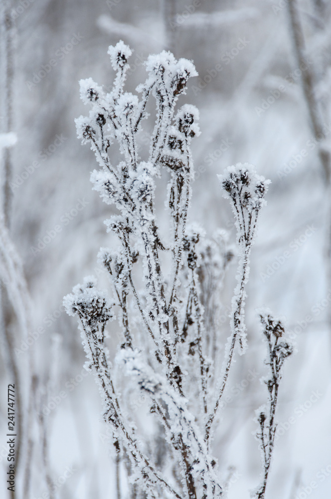 Dry flowers covered snow in winter Dry flowers covered snow in winter