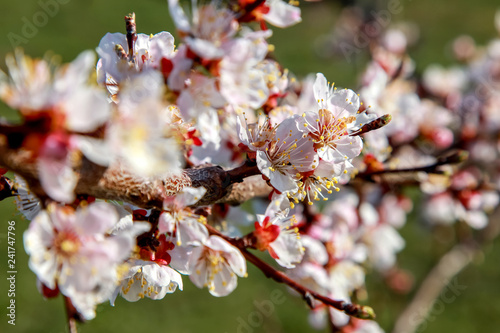 Apricot tree flowers in spring season.