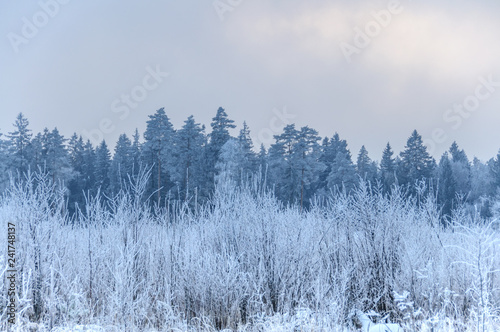 Wallpaper Mural Landscape in winter at sunset. Grass covered snow Torontodigital.ca