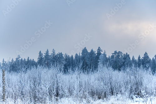 Wallpaper Mural Landscape in winter at sunset. Grass covered snow Torontodigital.ca