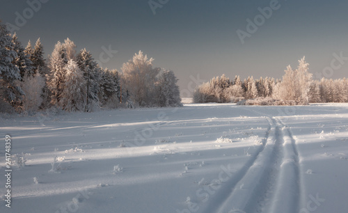 Snowy road in the forest with Christmas trees and winter light