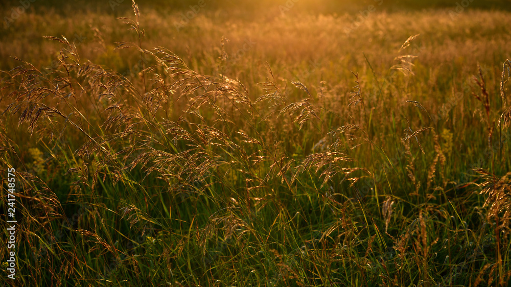 Wild oats in wind at sunset light